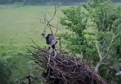 Decorah North Nest